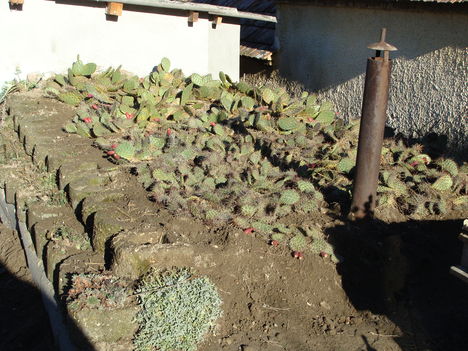 télálló kaktuszok