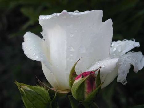fehér virágok 1