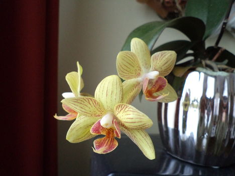 mini orchideám is virágzik 