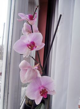 Orchidea