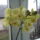 Orchidea_nagy_viragu_2014_jan_23_1797807_2013_t