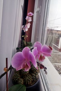 Orchideáim