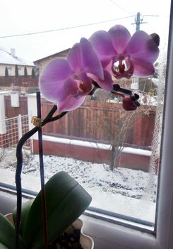Orchideám 