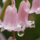 Rozsaszin_virag_1_1797677_9085_t