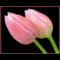 rózsaszin virág 2