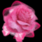 rózsaszin virág 4
