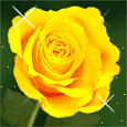 Sárga rózsa 1
