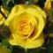 Sárga rózsa 2