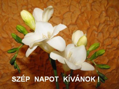 Szép napot kívánok!