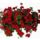 Voros_rozsa_12_1797699_1074_t