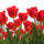 Voros_rozsa_18_1797705_4115_t
