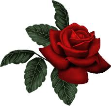 vörös rózsa 2