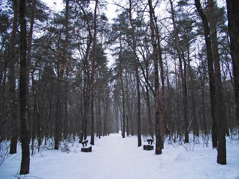 Nyírségi erdő