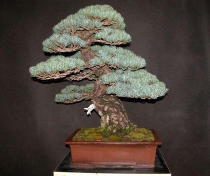 bonsai-fa-13