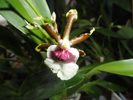 Cambria Orchidea 8