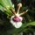 Cambria_orchidea_8_1799688_5304_t