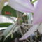 Dendrobium Nobile virága sarjat nevel