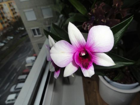 Dendrobium Orchidea 10