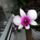 Dendrobium_orchidea_10_1799690_9014_t