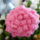 Horgolt_dalia_1799021_2411_t