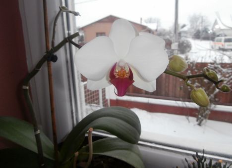 Kedvenc orchideám