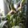 Orchidea_1-004_1799681_5413_t