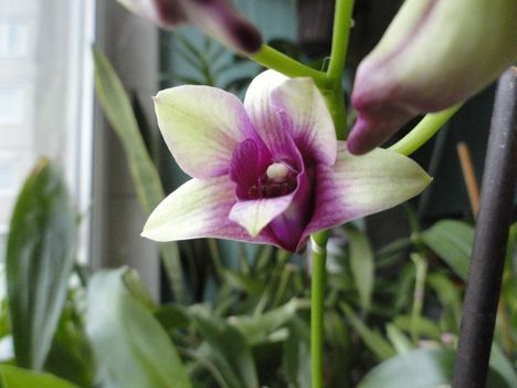 Orchidea 2