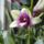 Orchidea_2-006_1799682_9156_t