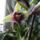 Orchidea_4-004_1799684_3726_t