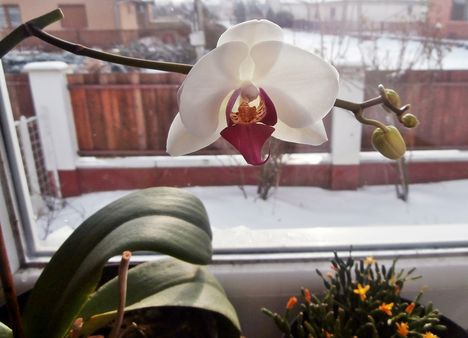 Orchideám ma reggelre nyílt ki!