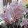 Phalaenopsis_wiganiae_viragban_1799445_2493_t