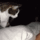 Tenyleg_alszik_gif_1797783_5792_1799278_9378_t