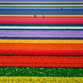 Tulipán-földek-Hollandiában