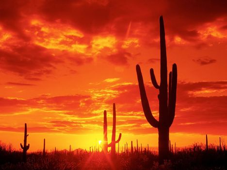Burning_Sunset_Saguaro_National_Park