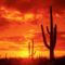 Burning_Sunset_Saguaro_National_Park
