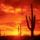 Burning_sunset_saguaro_national_park_1709024_8618_t