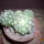 Echinopsis_subdenudata_179962_24049_t