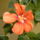 Hibiszkus_4_ez_mar_kinyilt_179736_90057_t