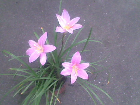 Kerti virág
