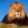 Lion_179171_78933_t