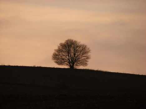 Magányos fa (Tarján)