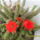 Meg_soha_nem_nyilt_eddig_nagyon_orulok_hogy_vegre_nyilik_1709526_2142_t