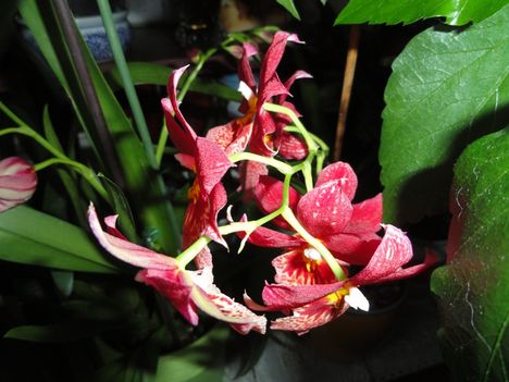 Orchidea 1