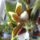 Orchidea_1-003_1790408_2532_t