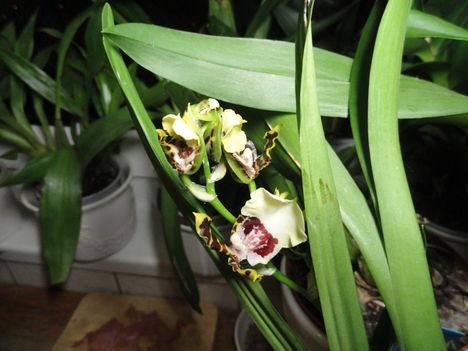 Orchidea 10
