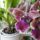 Orchidea_14-001_1790421_8854_t