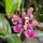 Orchidea_15-002_1790422_5532_t