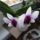 Orchidea_16-002_1790423_7280_t