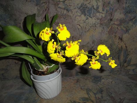 Orchidea 17