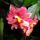 Orchidea_2-004_1790108_2328_t